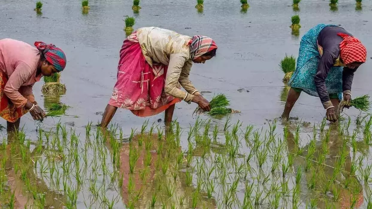 water will saved by direct sowing and methane emissions reduced Instead of transplanting paddy in Haryana