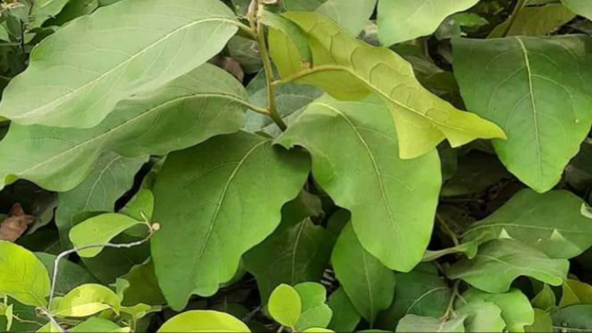 Farming Ideas: Tendu Patta Ki Kheti Kaise Hoti Hai
