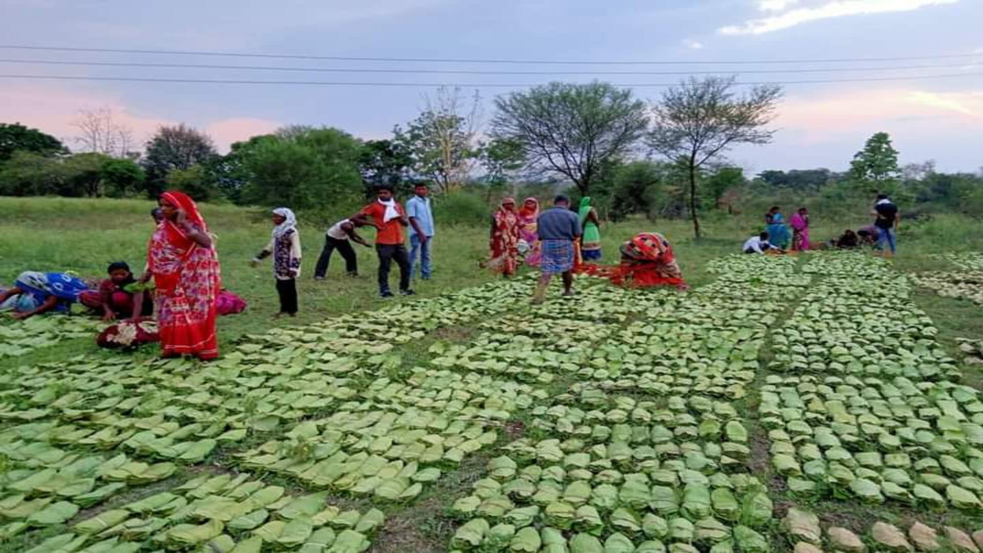 Farming Ideas: Tendu Patta Ki Kheti Kaise Hoti Hai