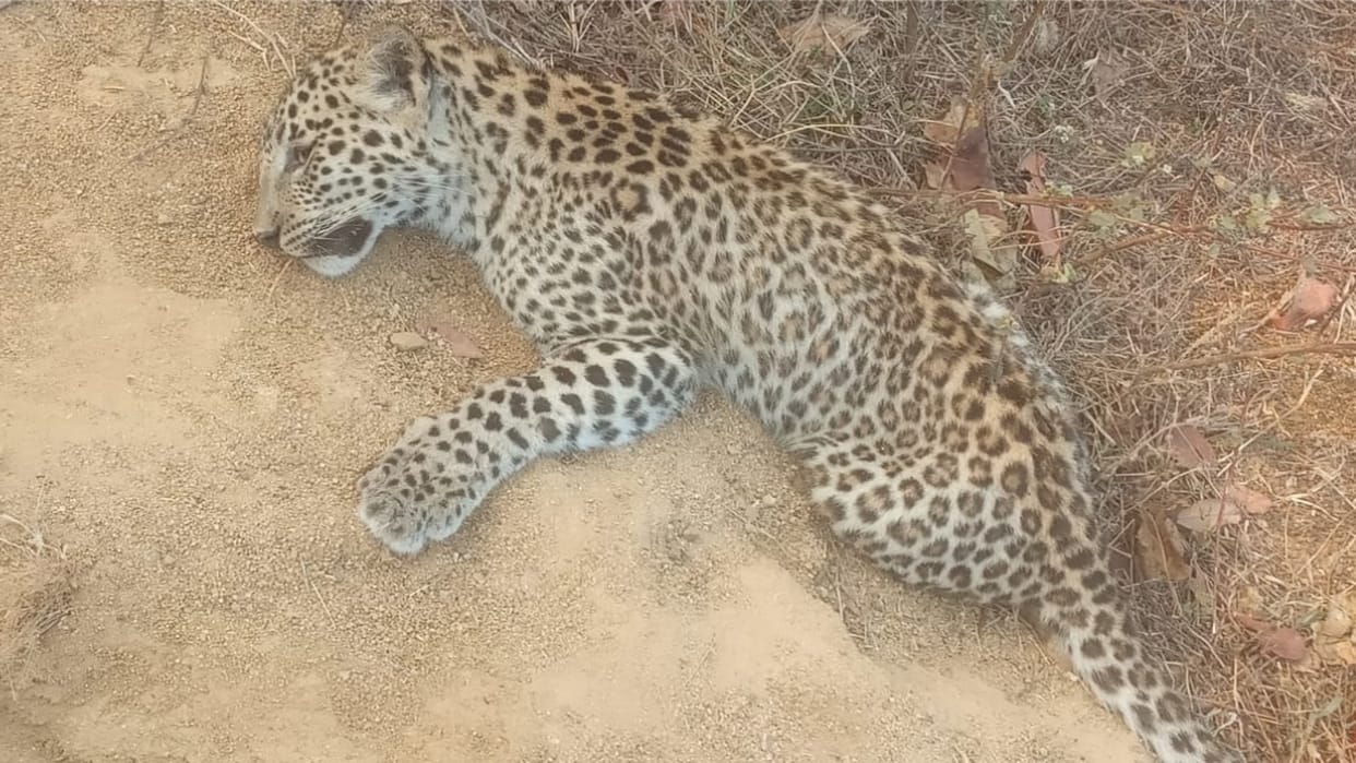 leopard dead body found on roadside in chhattisgarh kanker