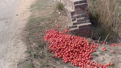 Increased arrival of tomatoes, if not sold, farmers are throwing them on the streets