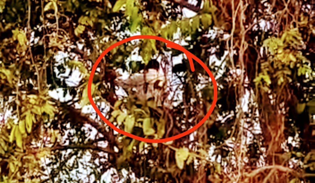 young man climbed tree to hang himself due to wife did not bid farewell in azamgarh