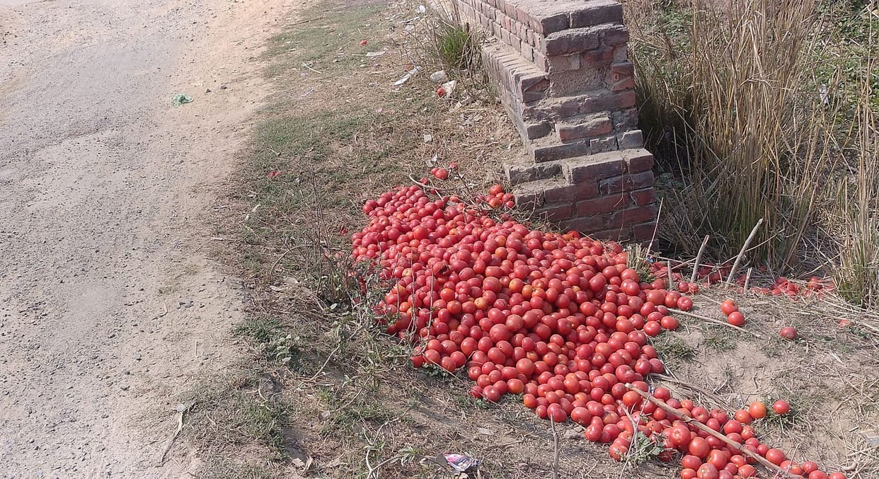 Increased arrival of tomatoes, if not sold, farmers are throwing them on the streets