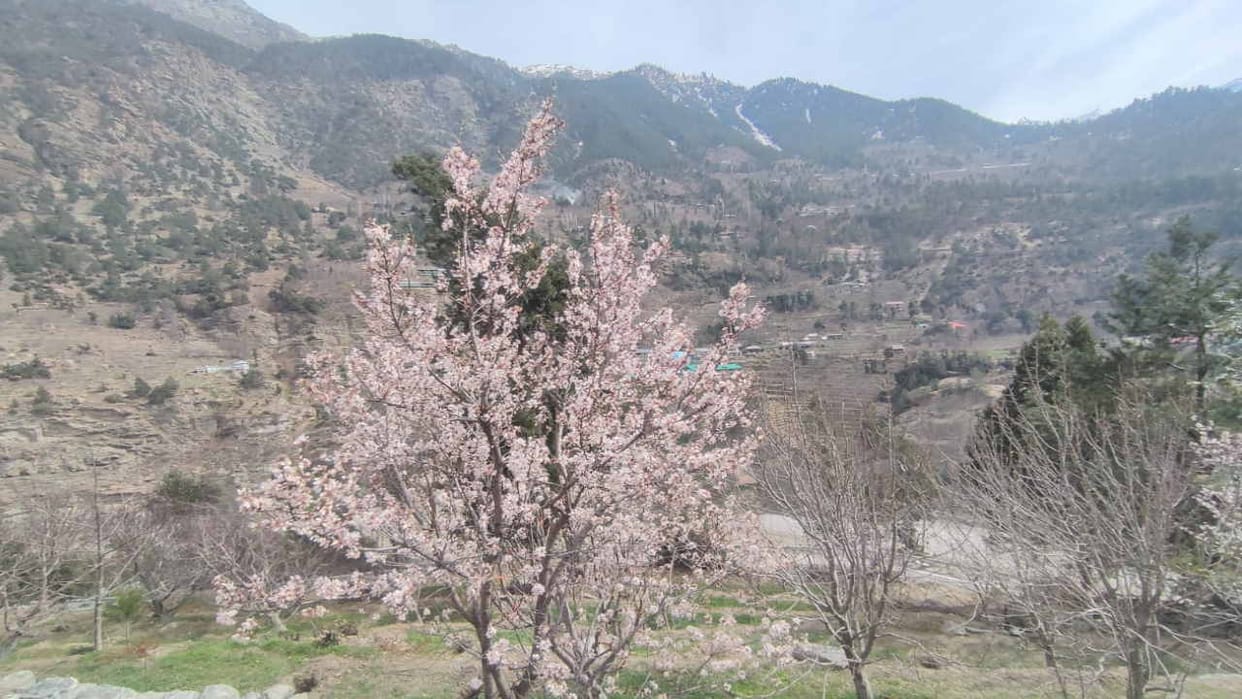 Weather hit: As the temperature rises in Himachal, the crisis on horticulture increases
