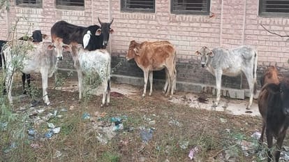गोवंश इधर-उधर घूमता हुआ