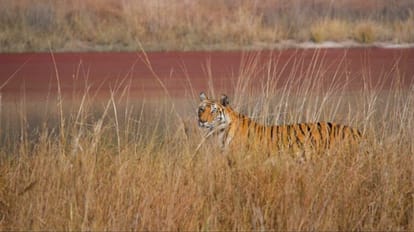 घास के पीछे से सैलानियों को झांकता बाघ