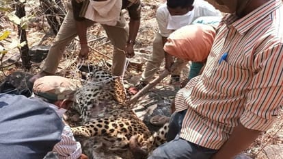 Sonbhadra: जंगल में मिला तेंदुए का शव, एक माह में ऐसी तीसरी घटना से सकते में वन विभाग जंगल में मिला तंदुए का शव