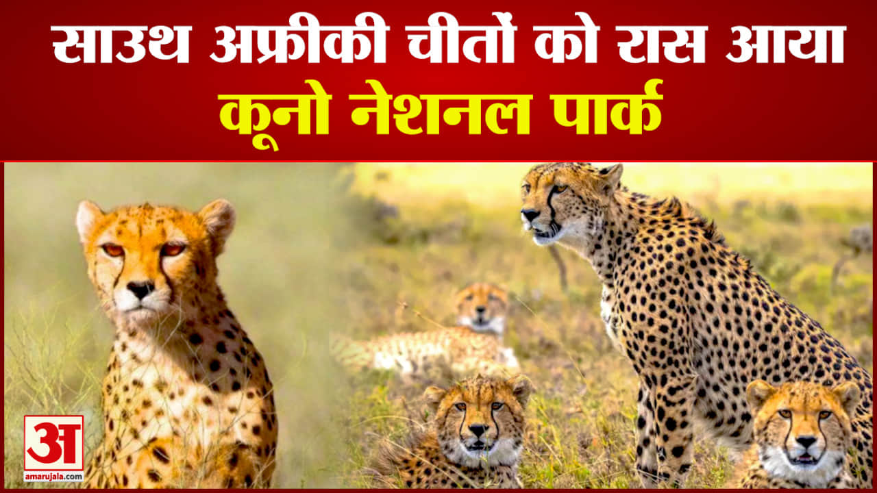 अफ्रीकी चीतों को रास आ रहा कूनो