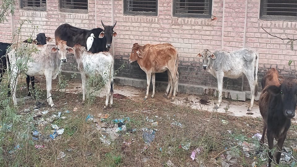 cow trampled the old man died in the hospital