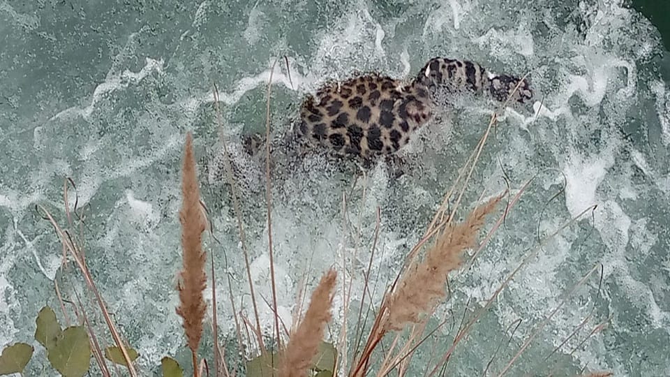 leopard found dead in Hardoi branch canal in pilibhit tiger reserve