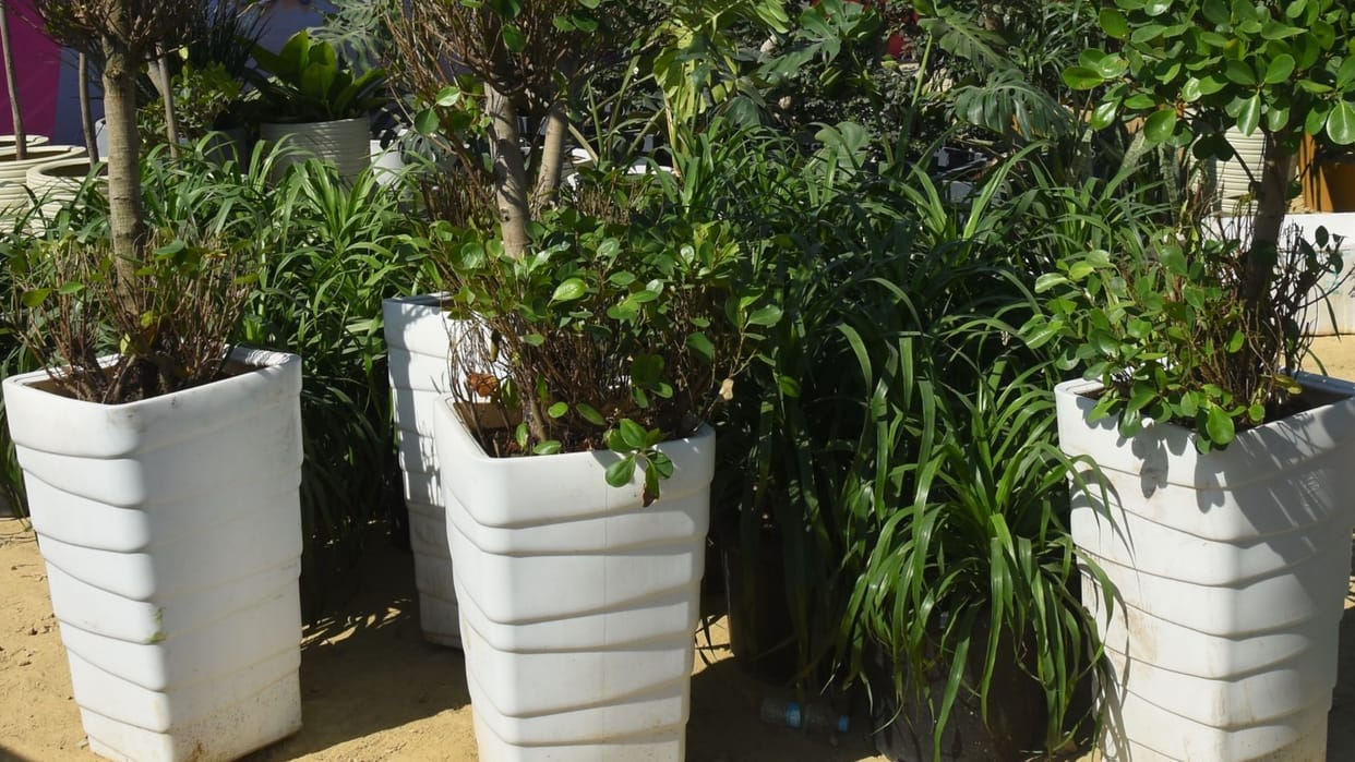 Plants have been stolen in Lucknow. which was used for the beautification of the city during GIS.