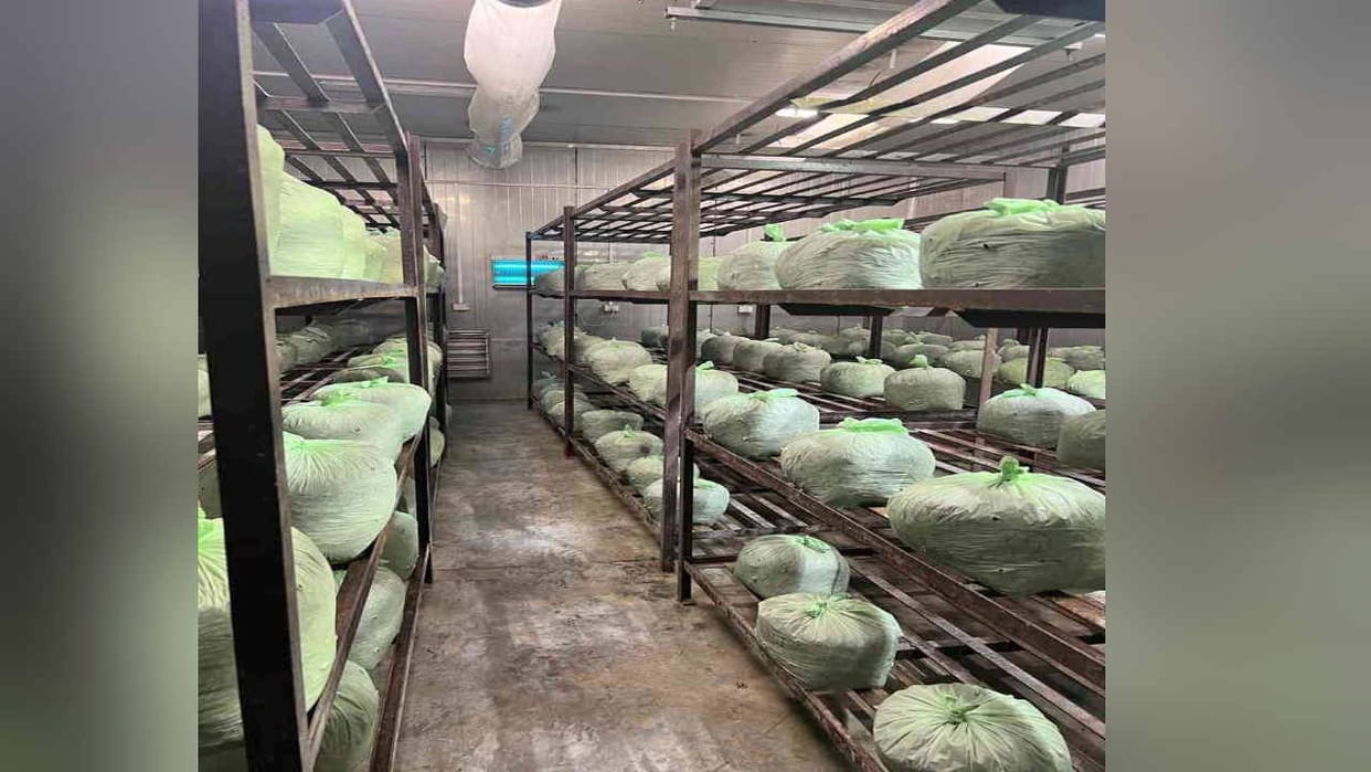 Now mushroom will be grown in biodegradable plastic bag