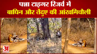 Tiger and leopard clash in Panna Tiger Reserve, leopard barely survived