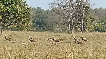 Bahraich: कतर्नियाघाट में बढ़ रहा दुर्लभ गिद्धों का कुनबा, वन विभाग व प्रकृति प्रेमी दोनों गदगद कतर्नियाघाट सेंक्चुरी इलाके में मौजूद गिद्ध।