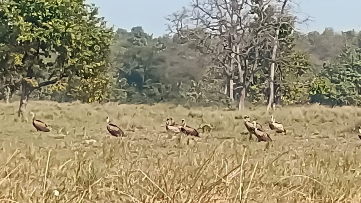 Vultures in katarniaghat wildlife sanctuary area in Bahraich.