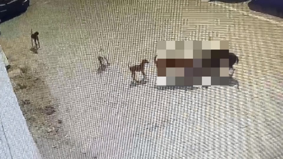 Delhi: One and a half year old girl was mauled to death by stray dogs.