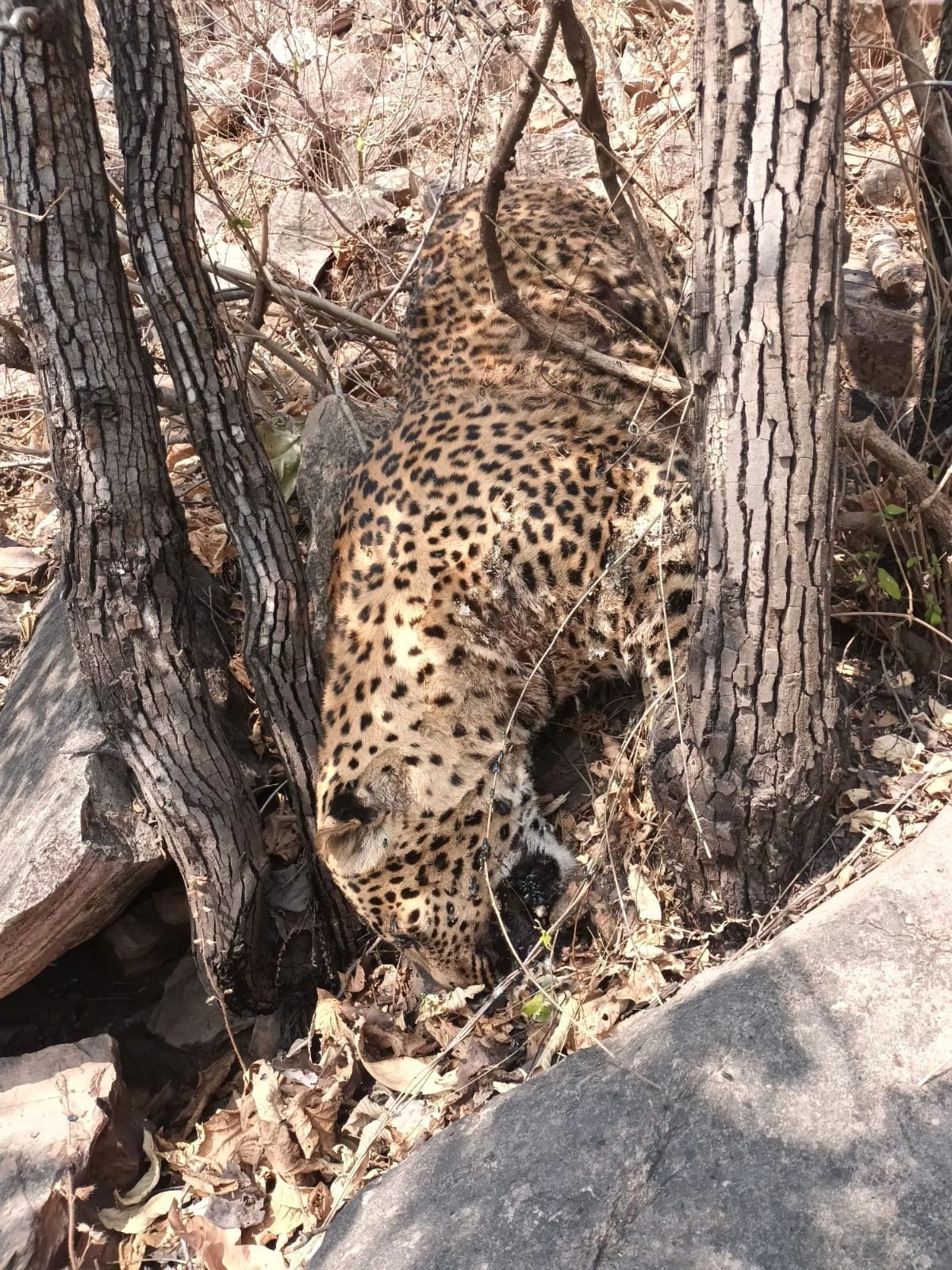 Dead body of leopard found in Gurma forest, marks of wounds on body