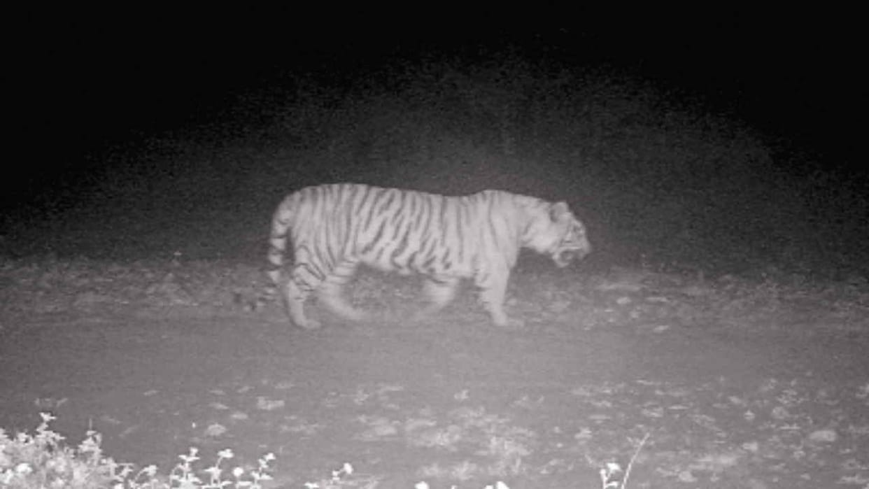 Tiger in Colonel Sherjung National Park, Sirmaur, captured for the first time in trap camera