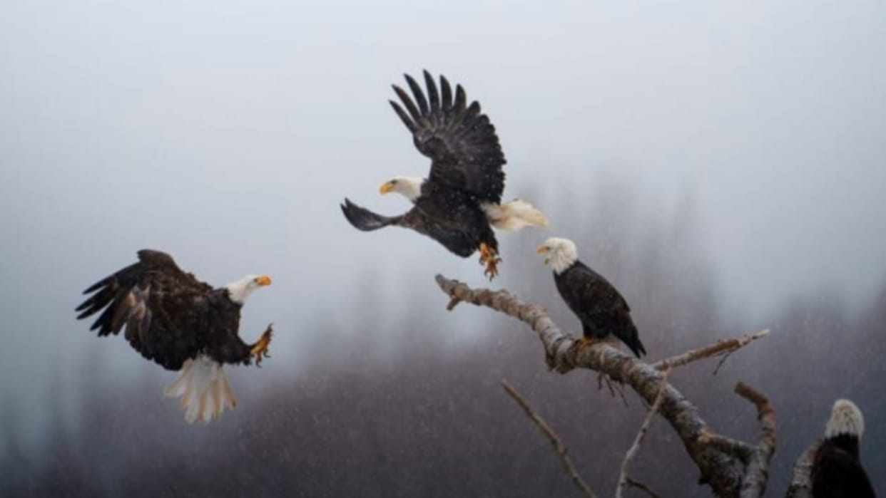 Indian American wins National Geographic first-ever Pictures of the Year contest