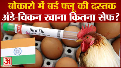 Bird flu knocks in Bokaro, Jharkhand, how safe is it to eat chicken and eggs?