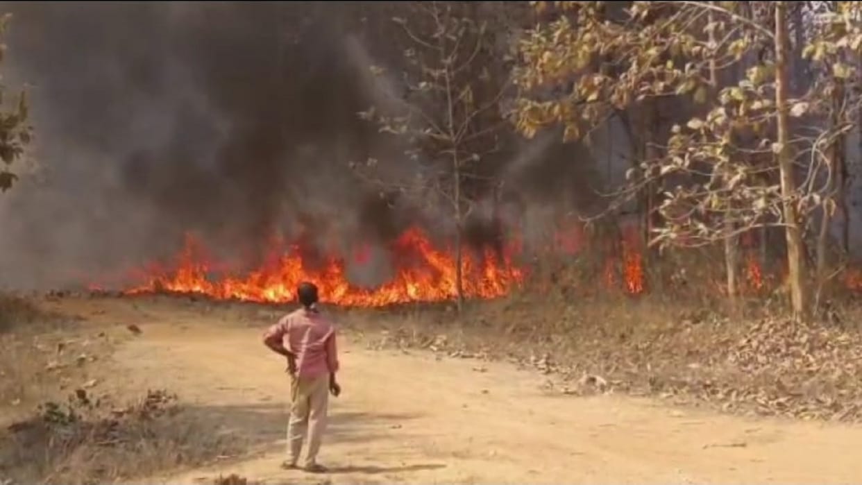 Fire broke out in Risdi teak nursery burning 12 acres of trees