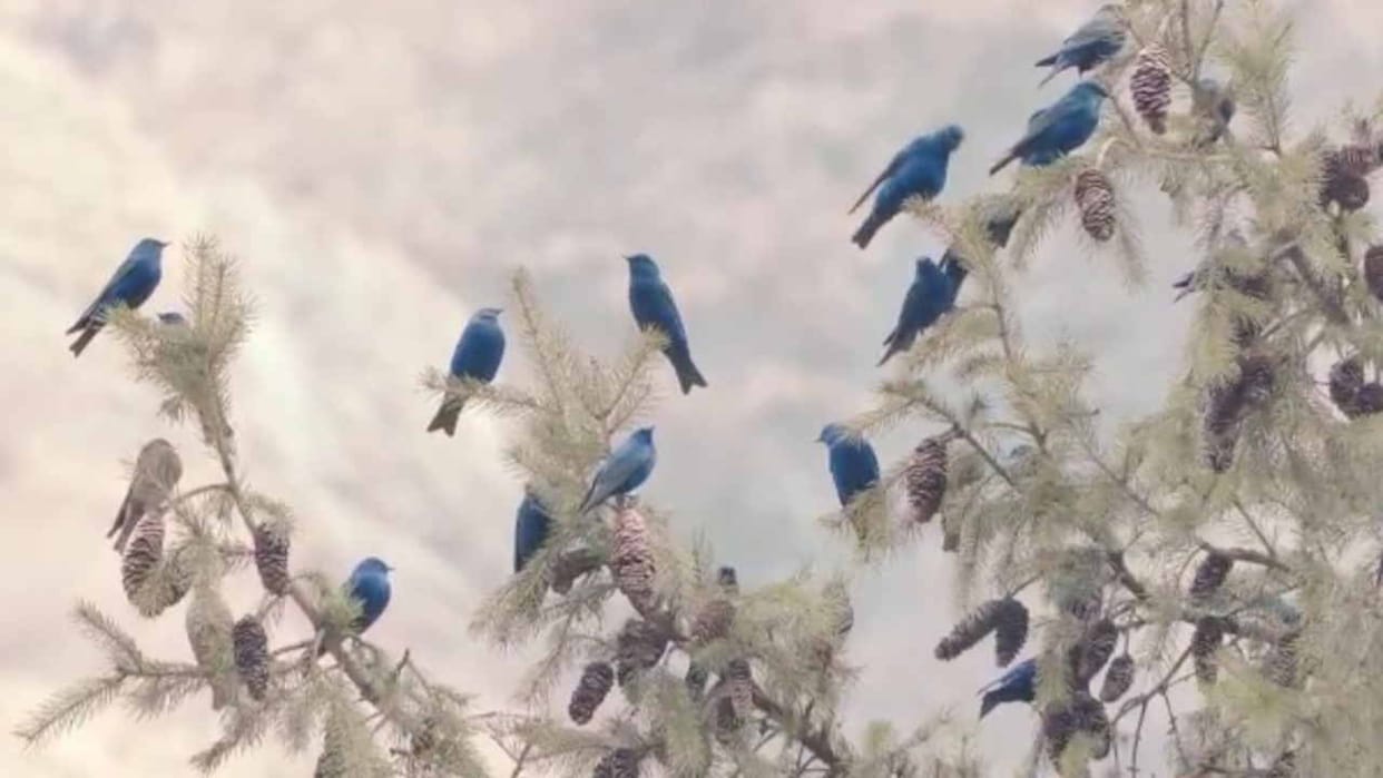Grandala bird will now be seen in Great Himalayan National Park