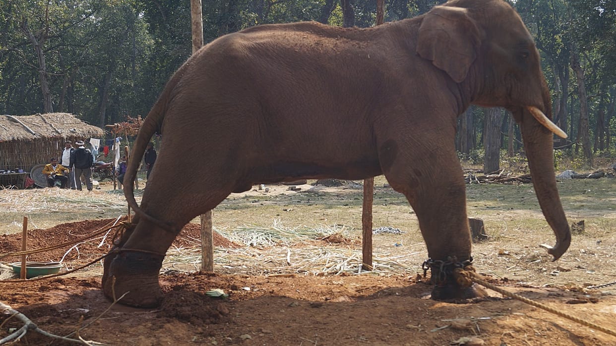 case of Sonu elephant hostage reached court, court asked government to answer by March 15