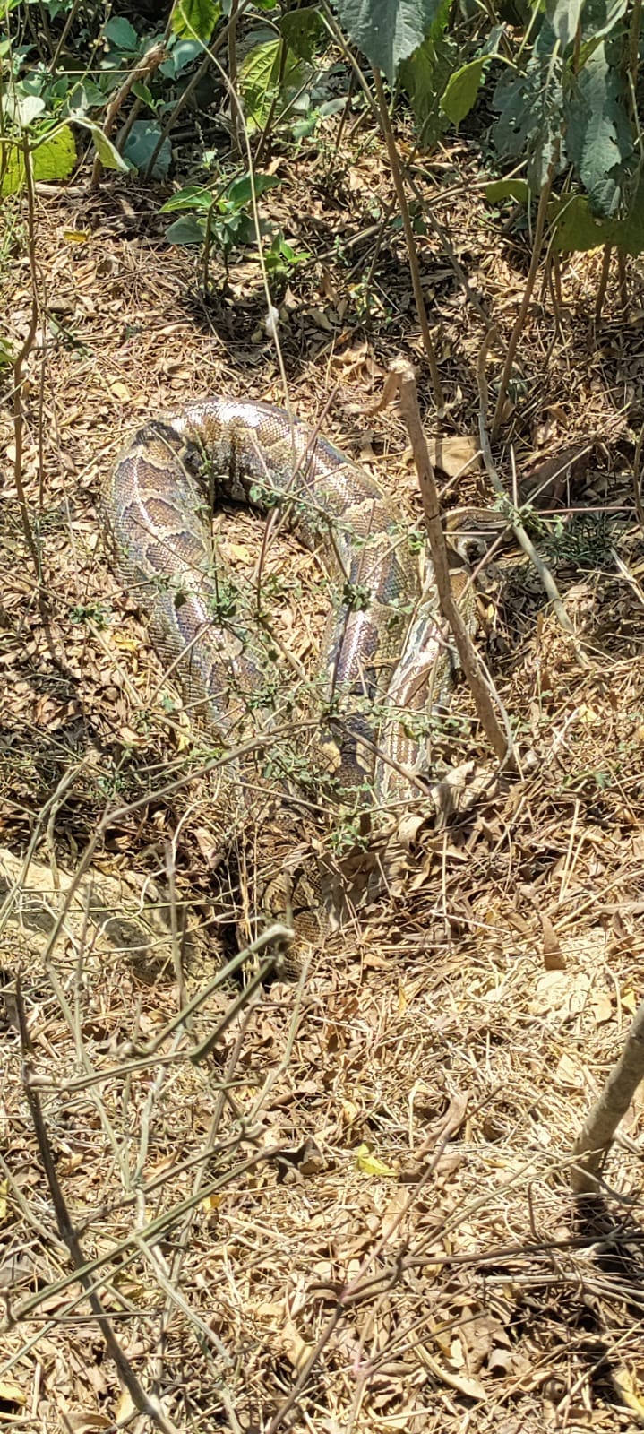 Giant python seen in the bushes on the banks of the pond, huge crowd of people on the spot, video viral
