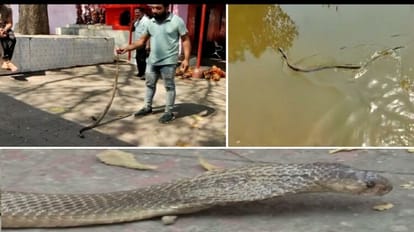 सांप को रेस्क्यू करते स्नैक कैचर टीम के सदस्य।