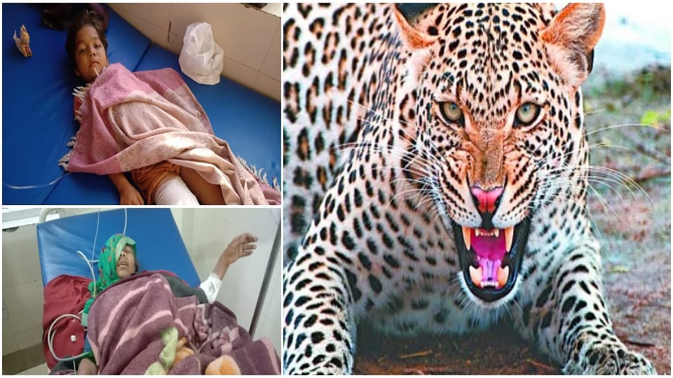 brave grand mother fought with leopard to save her child in agra up news