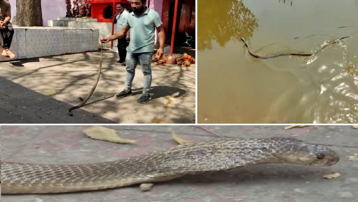 Snake catcher team rescues snake from Sarvamangala temple