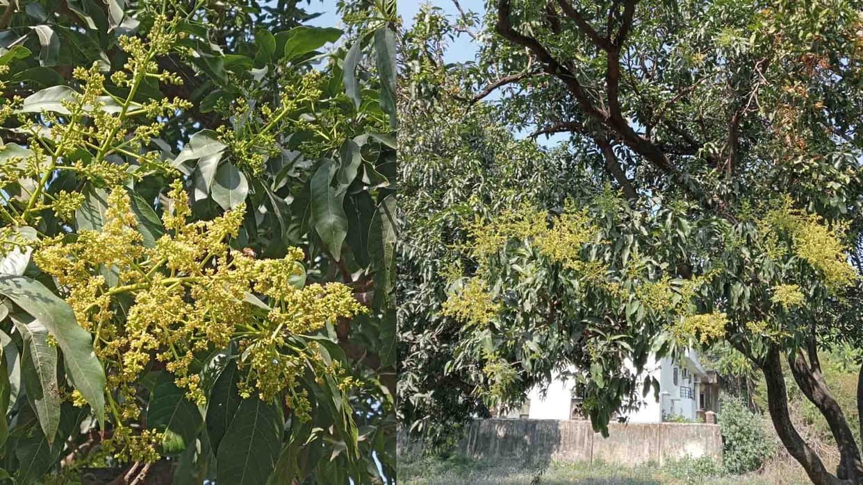health of fruits deteriorating due to heat, taste-shaped