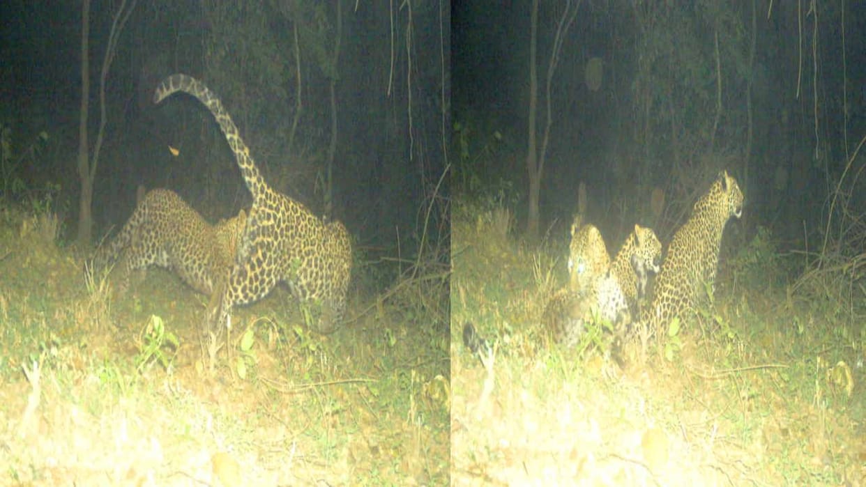 Three leopards captured in trap cameras after Tiger in sirmour