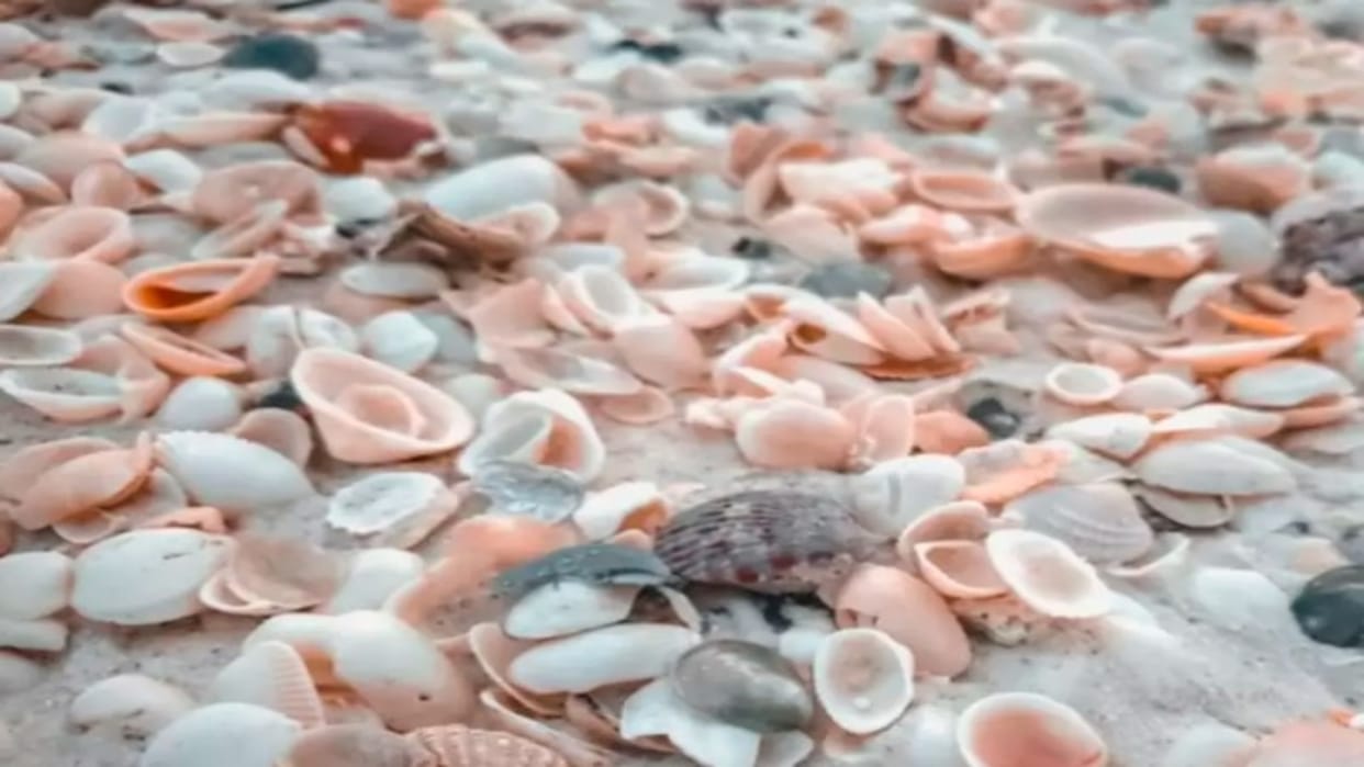 Optical Illusion Can You Spot the Egg Among These Shells in 10 Seconds