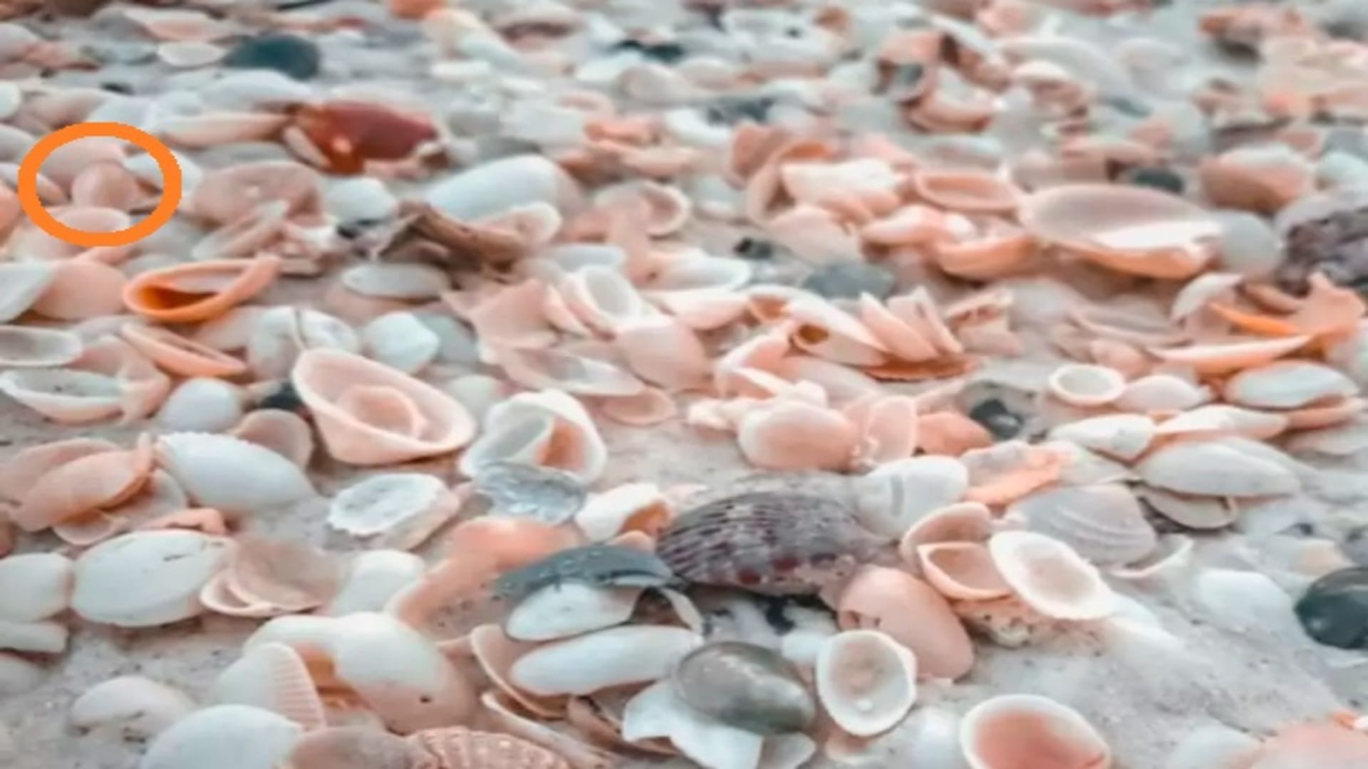 Optical Illusion Can You Spot the Egg Among These Shells in 10 Seconds