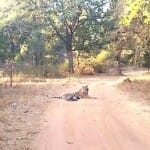 बीच सड़क पर आराम फरमाता बाघ