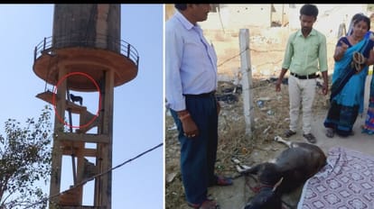 टंकी पर चढ़े मवेशी को ट्रेंकुलाइज कर अधिकारियों ने नीचे उतारा।