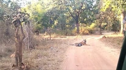 बीच सड़क पर आराम फरमाता बाघ