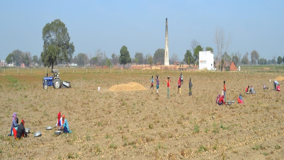 Digging of potato started farmers hope to get good price