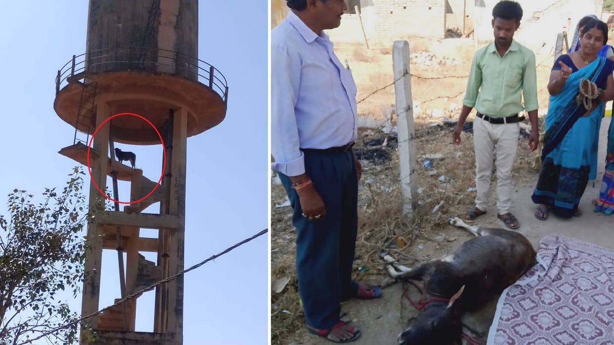 Cattle climbed on 50 feet high water tank tranquilized and brought down by the officials