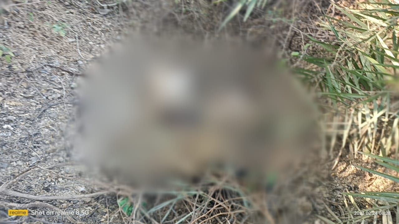 Dead body of missing teenager found in bushes in Hamirpur, chemical was poured to melt the body