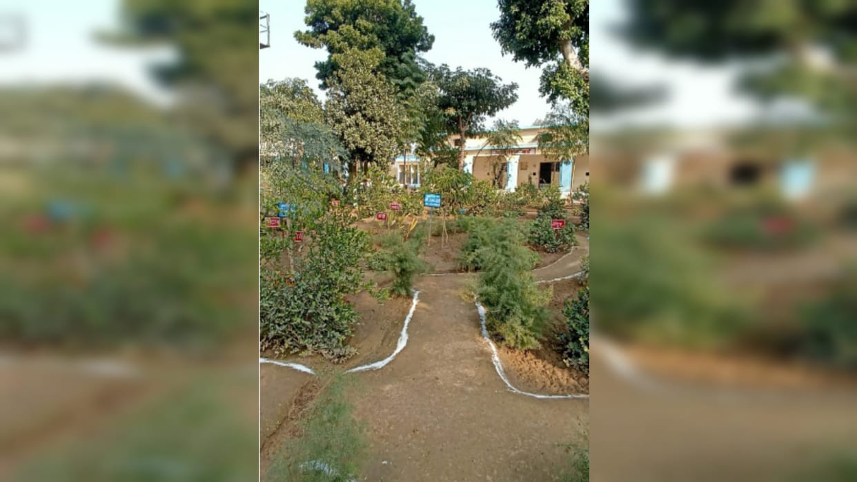 Amar Ujala Special Report: Jail inmates are preparing herbs in Meerut