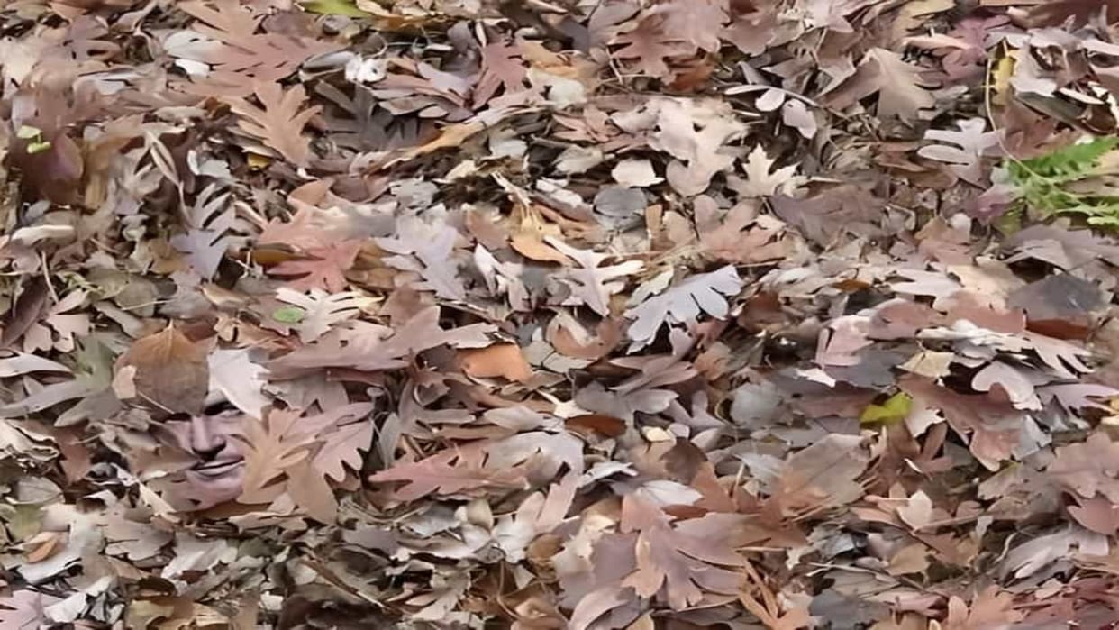 Optical Illusion: can you spot a hidden face in the leaves in 5 seconds Check Your Brain Iq