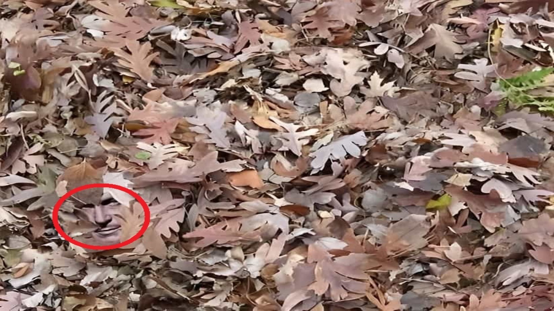 Optical Illusion: can you spot a hidden face in the leaves in 5 seconds Check Your Brain Iq