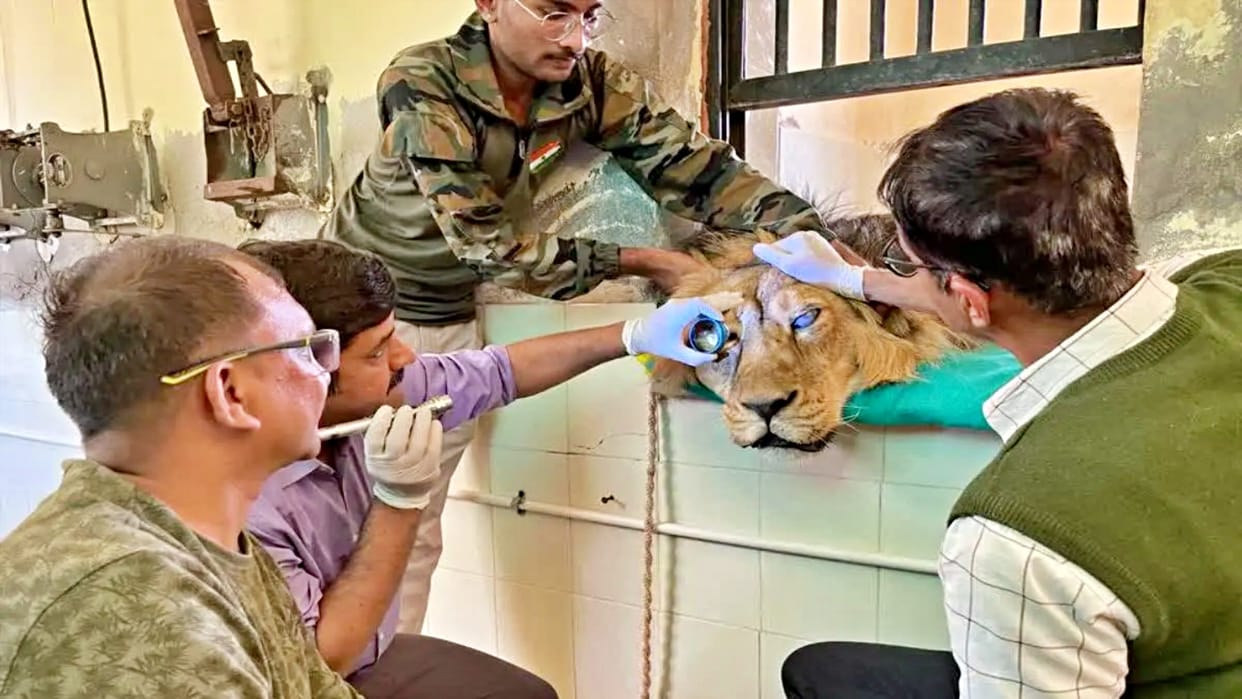 Rajasthan lion riyaz of machiya safari park jodhpur is suffering from cataract and glaucoma
