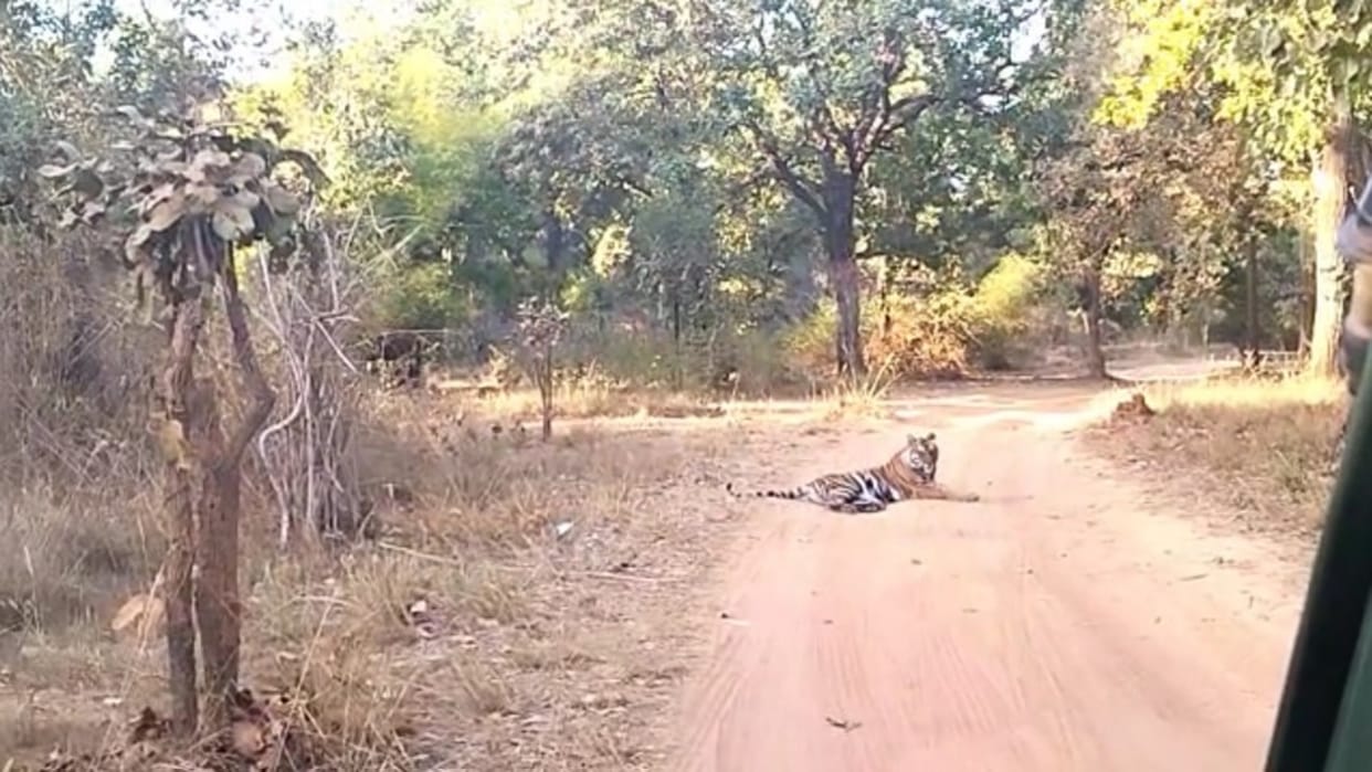 Tiger sitting on road for hours in Sanjay Tiger Reserve of Umaria in Madhya Pradesh tourists enjoyed the view