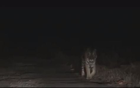 People scared due to tigers roar on Uttar pradesh Chhattisgarh border in Sonbhadra tiger captured on camera