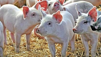 Swine Flu Death: शिवपुरी में स्वाइन फ्लू ने ली हजारों सुअरों की जान, खुले में पड़े शवों से खतरा सांकेतिक तस्वीर