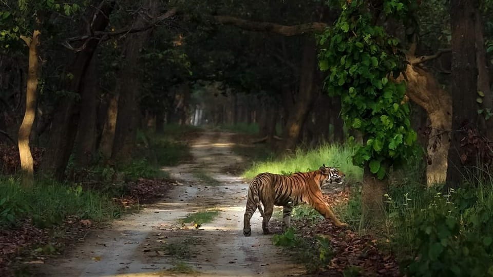 Dudhwa National Park will be closed for tourists on every Tuesday