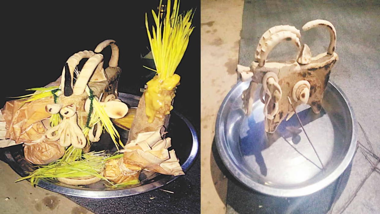 jucaro festival: The people of Pangi plowed the field and sowed wheat with billy goat made of flour, know the